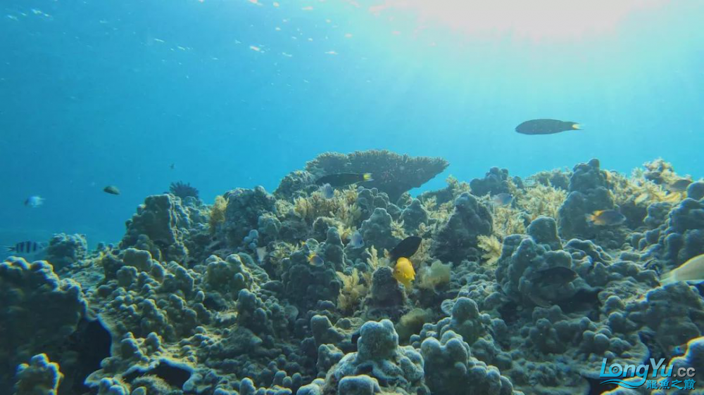 印尼尋魚(yú)記2:海洋的夢(mèng)魘與重生 觀賞魚(yú)魚(yú)苗 第19張