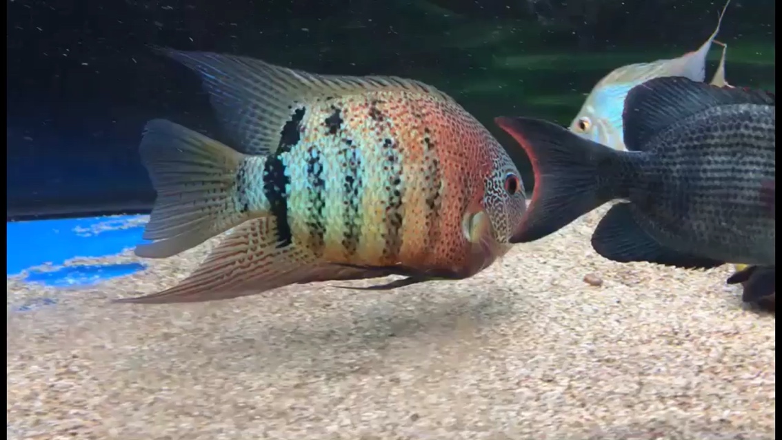 海口水族館最喜歡的魚(yú)就足夠了