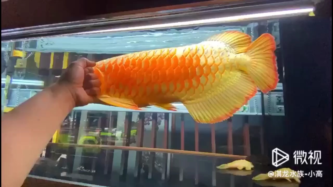 烏魯木齊水族館嗷嗷嗷的狀態(tài) 魚(yú)缸水泵 第2張