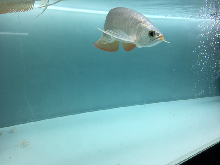 萍鄉(xiāng)水族館入缸紀念 杰西卡恐龍魚 第3張