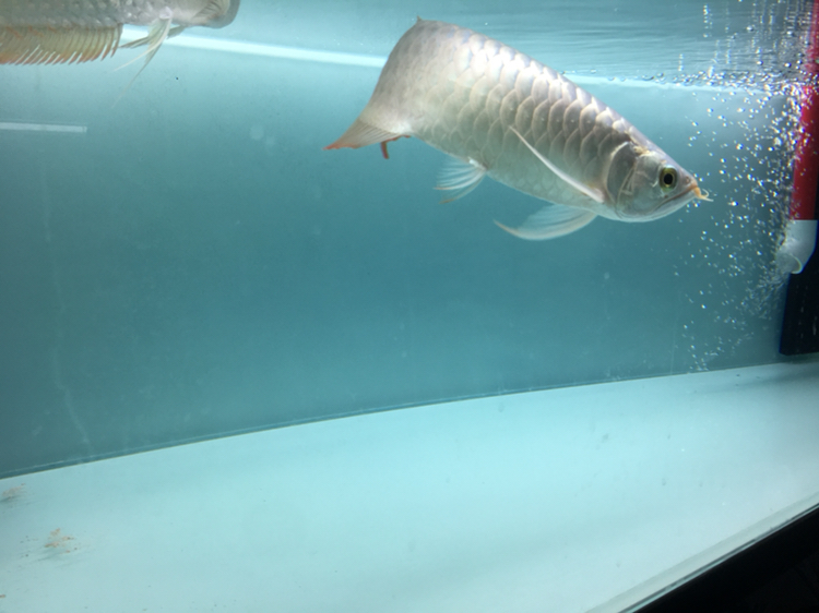 萍鄉(xiāng)水族館入缸紀念 杰西卡恐龍魚 第4張