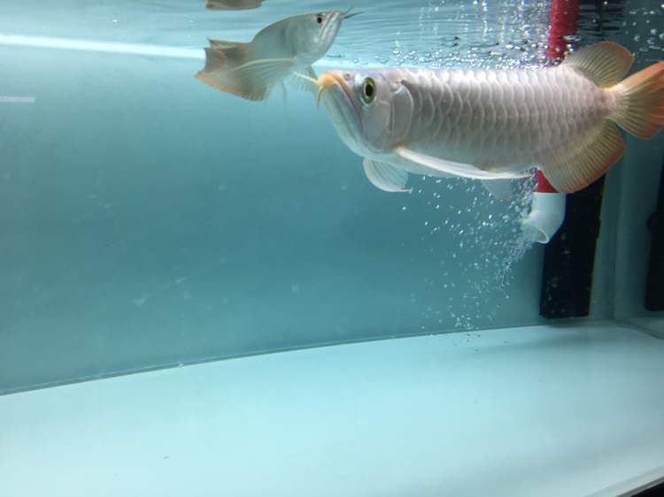 萍鄉(xiāng)水族館入缸紀念 杰西卡恐龍魚 第6張