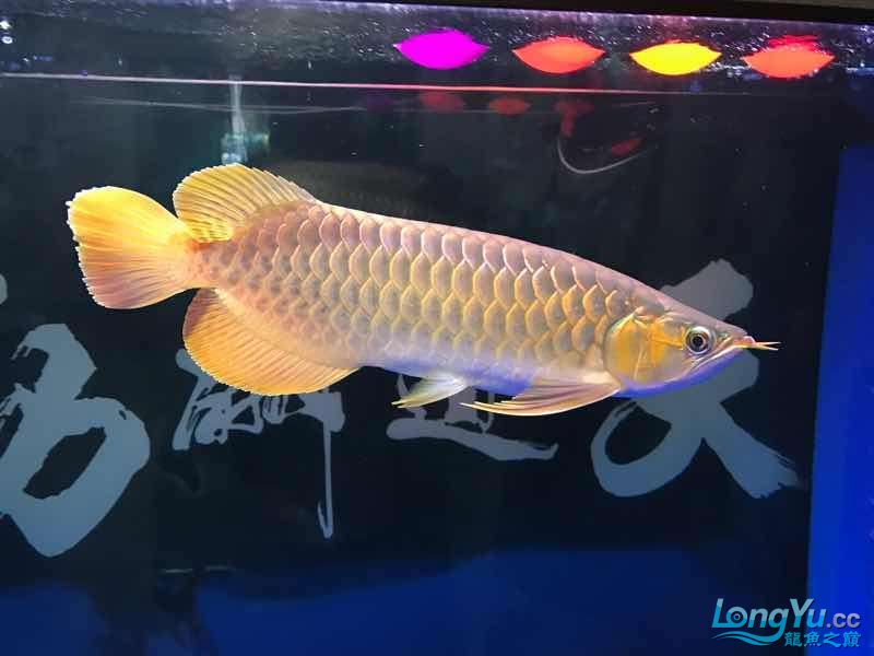 朝陽水族館5個月的紅龍 皇冠黑白魟魚 第2張