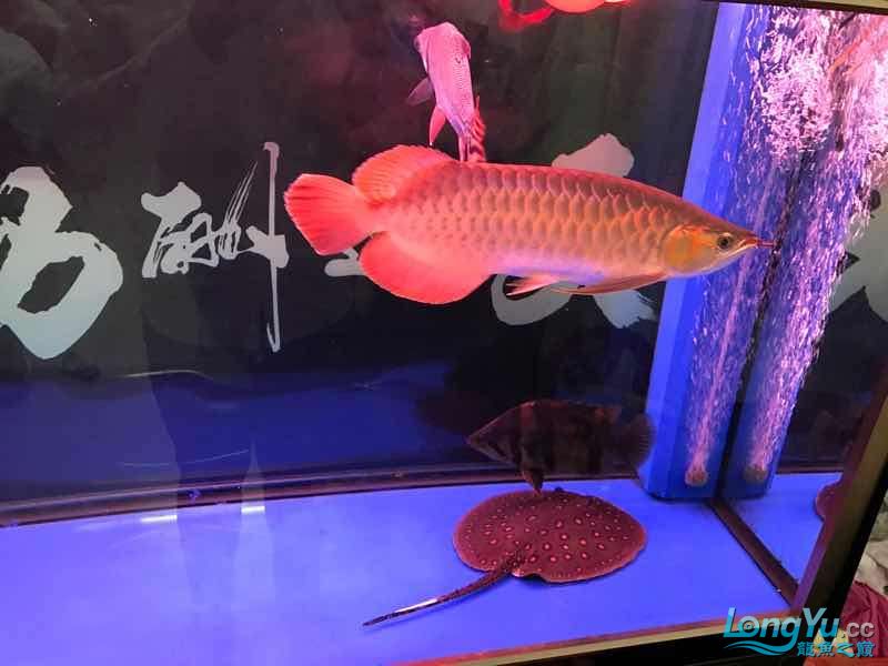 朝陽水族館5個月的紅龍 皇冠黑白魟魚 第5張