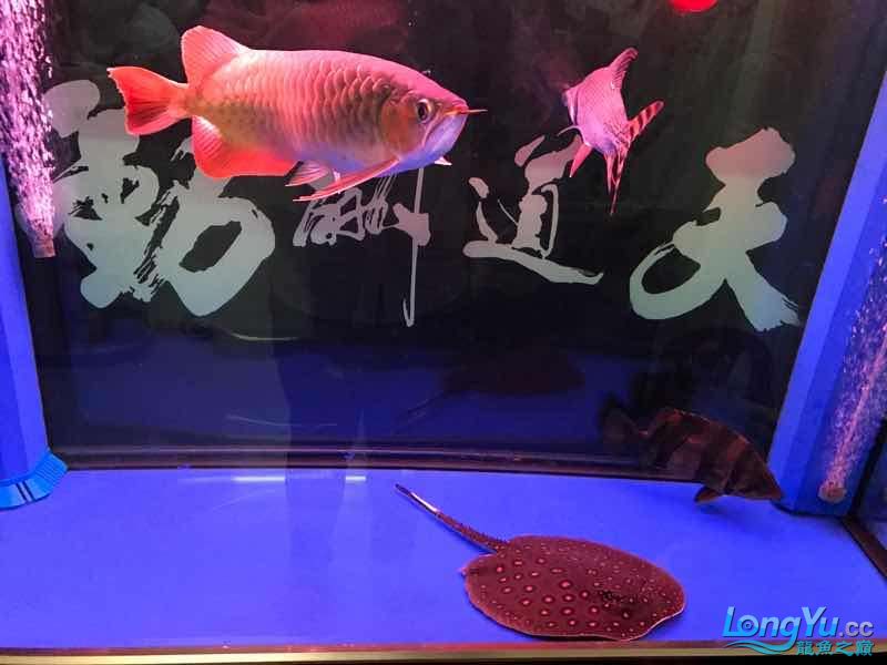 朝陽水族館5個月的紅龍 皇冠黑白魟魚 第4張