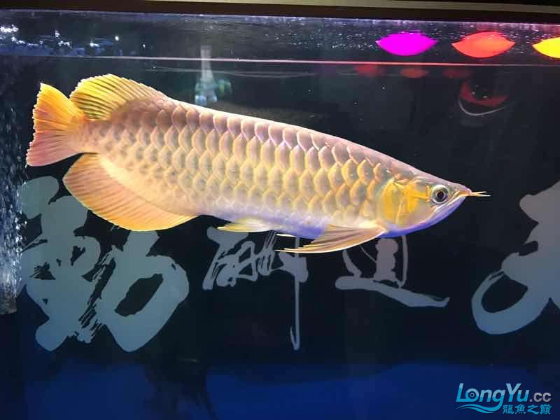 朝陽水族館5個月的紅龍 皇冠黑白魟魚 第8張