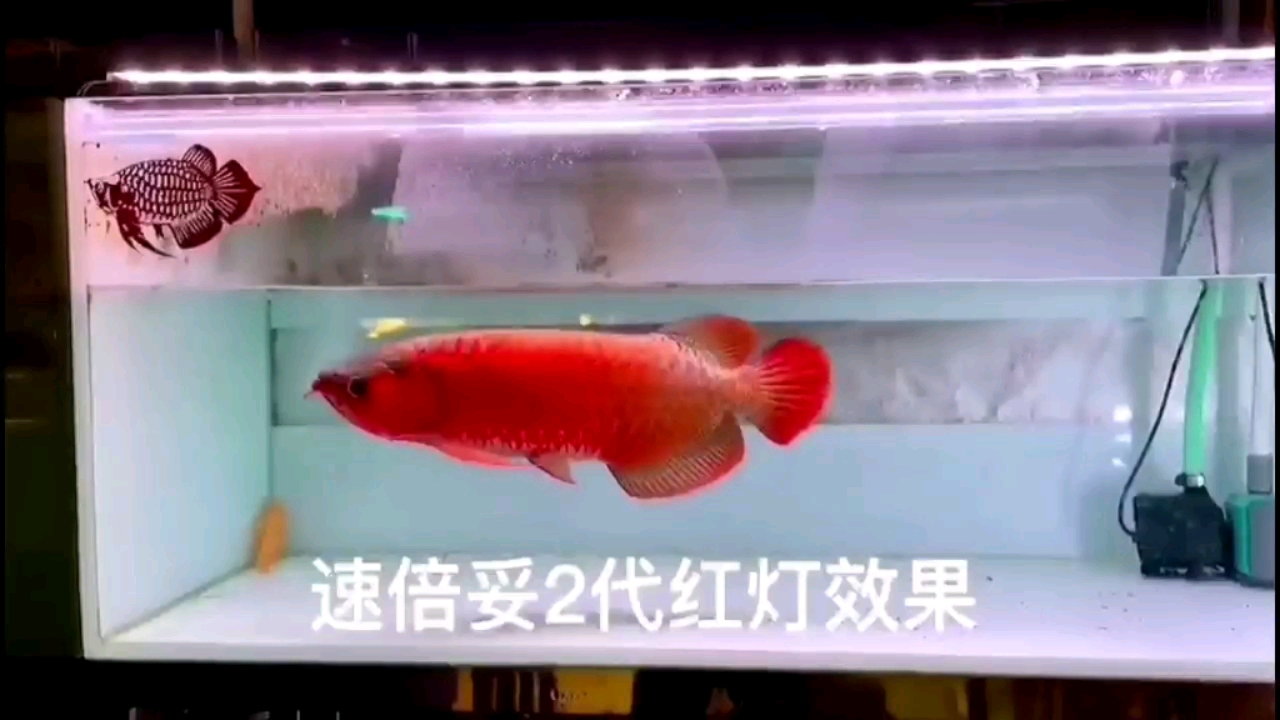 到底是魚好還是燈好？