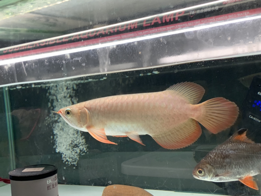 肥炮 狗仔招財(cái)貓魚(yú) 第3張