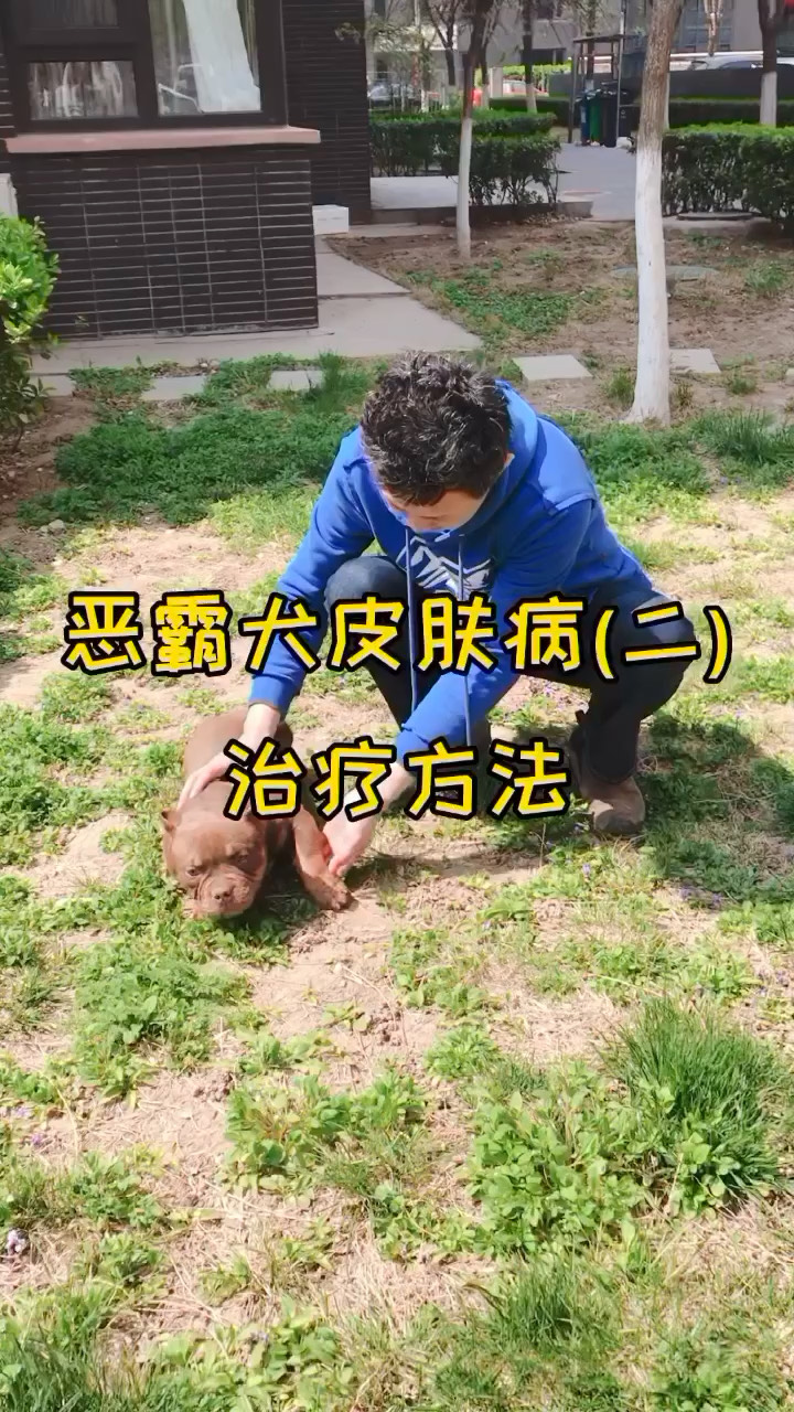 惡霸犬皮膚病二