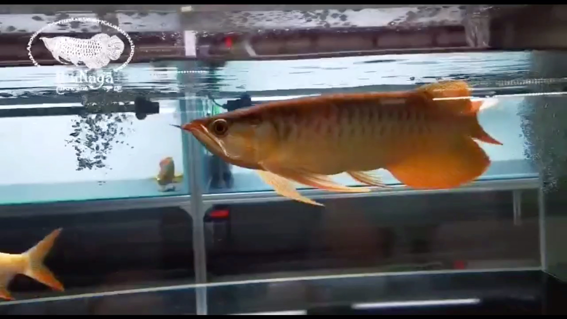 港務區(qū)水族館記錄一條魚的變化2