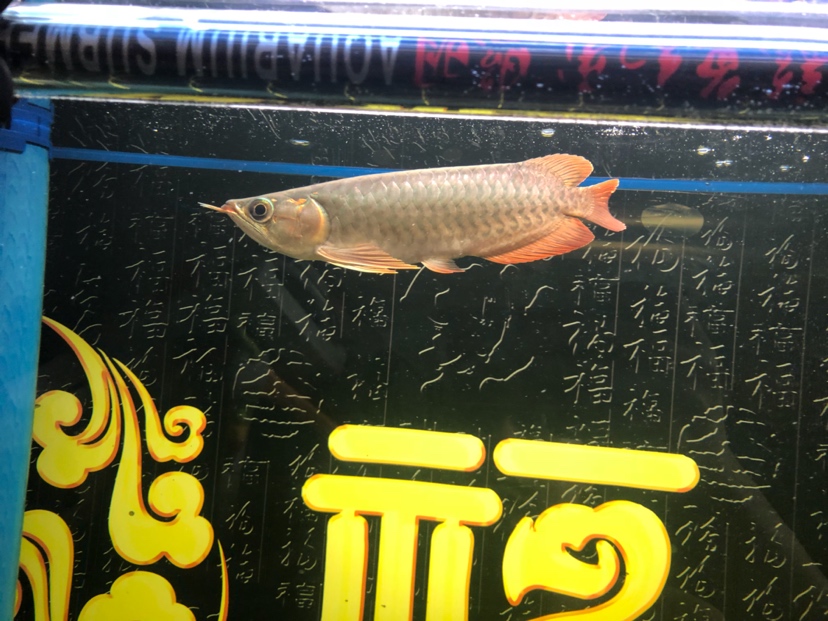 打卡第十天龍魚圈 黃金河虎魚 第2張