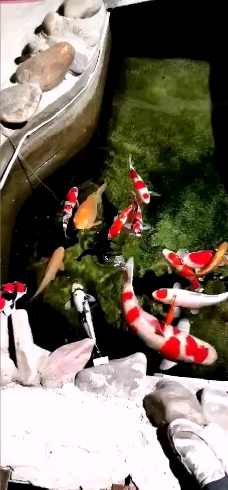 金昌觀賞魚市場養(yǎng)魚就是一種藝術