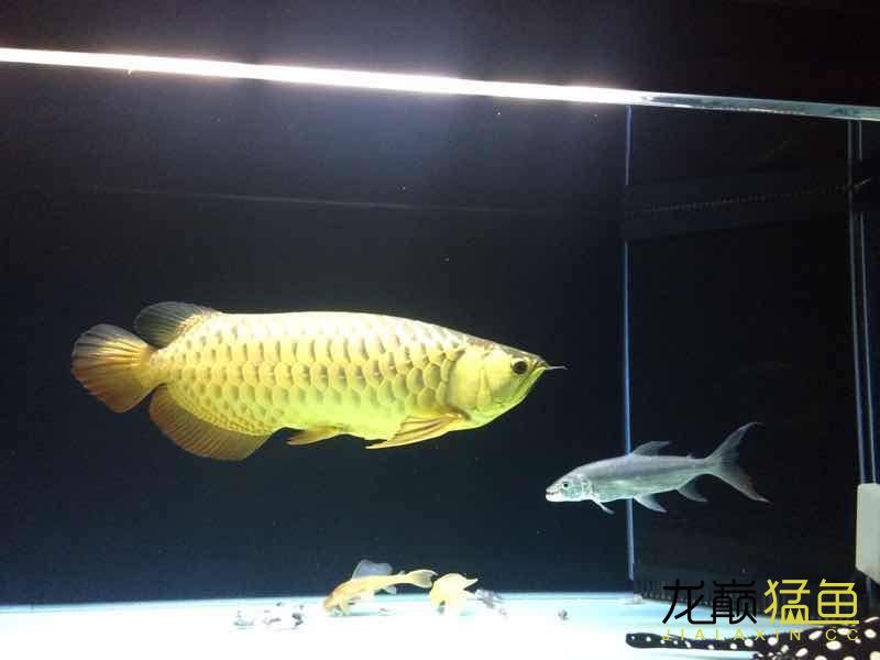 安慶水族館白金猛混養(yǎng) 黑金魟魚 第3張