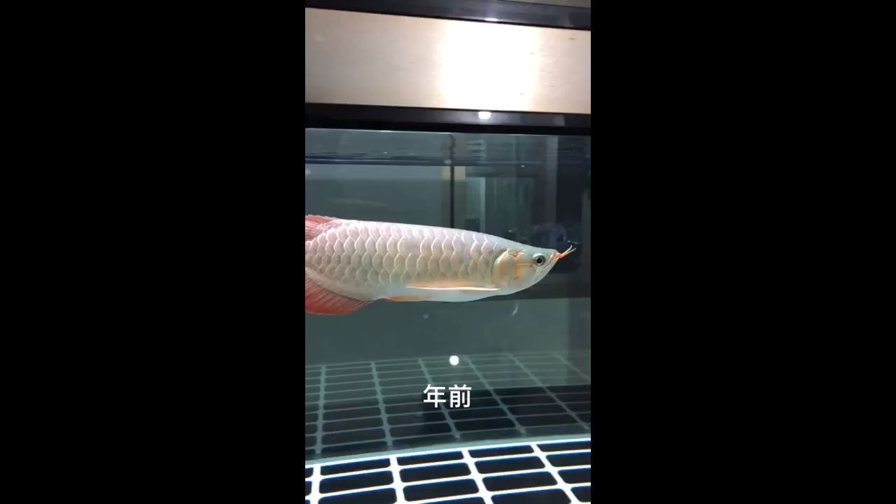 不給你們看看你們都不知道我們有多用心？ 胭脂孔雀龍魚(yú) 第2張