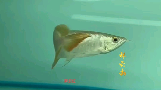 四平觀賞魚市場小紅龍