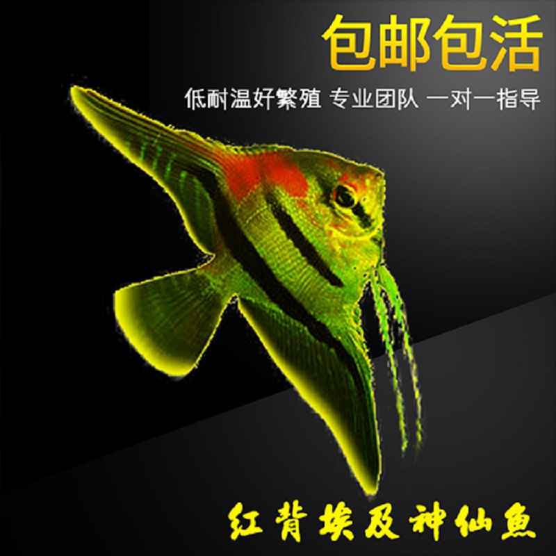 黃石水族館第一次學(xué)孵化豐年蝦就雙管齊下 白子關(guān)刀魚(yú)苗 第1張