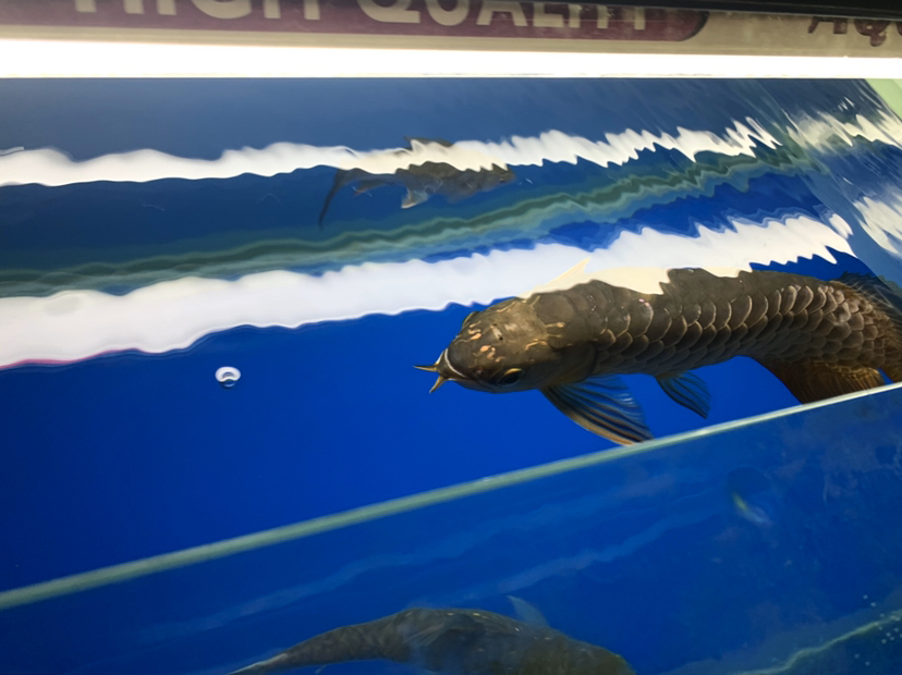 河源水族館今晚手術(shù)保佑