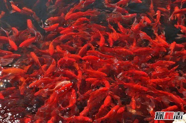 來賓水族館長春市金修觀賞魚養(yǎng)殖場