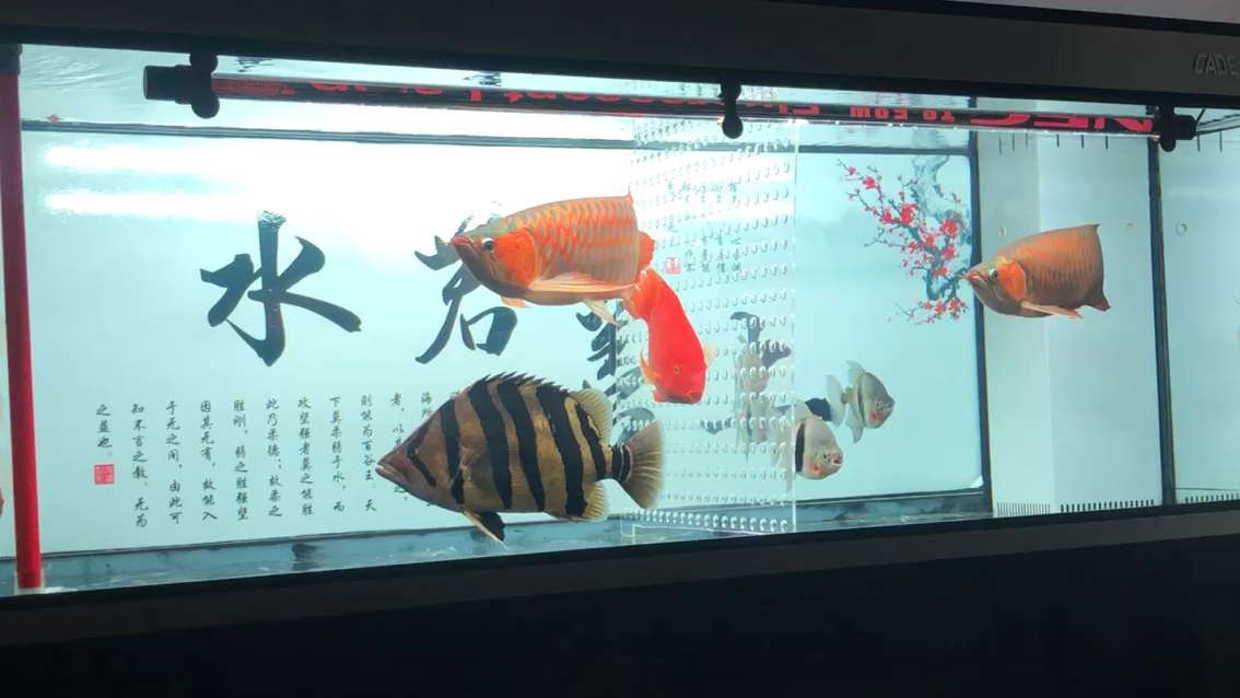 委屈你們了 申古三間魚 第2張