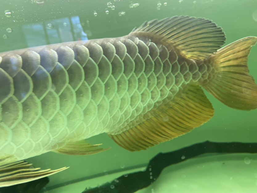 大神們幫我看看這條魚(yú)如何