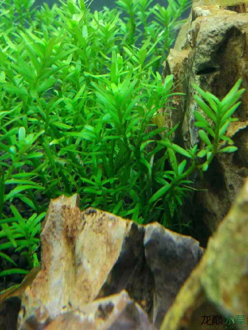 河源水族館新手的草缸 申古銀版魚 第2張