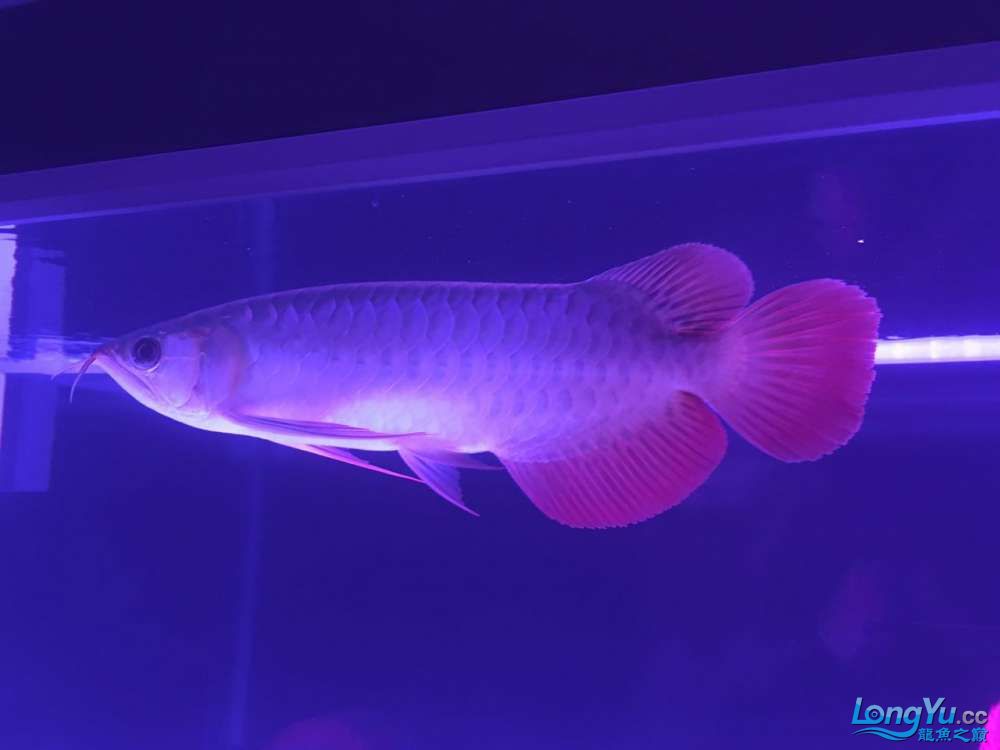 新人新缸新魚(yú)求鑒定 南美異型魚(yú) 第3張