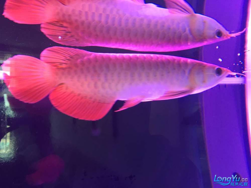 新人新缸新魚(yú)求鑒定 南美異型魚(yú) 第4張