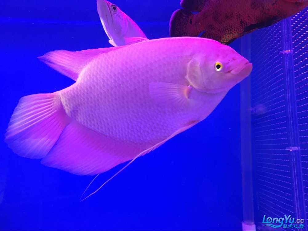 四海水族泰國貿(mào)易邀你來拼魚+無聊的招財