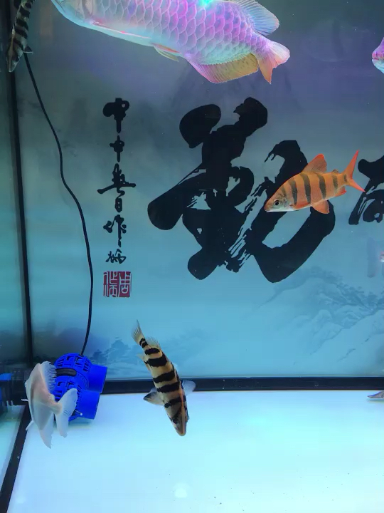 大混養(yǎng)空氣缸 巴西亞魚(yú)苗 第1張