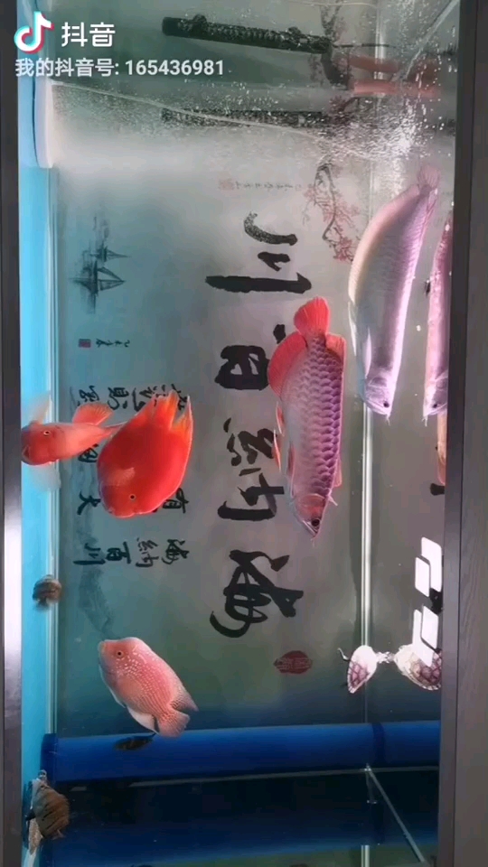 池州水族館新手第一次養(yǎng)有沒有大神幫忙看看