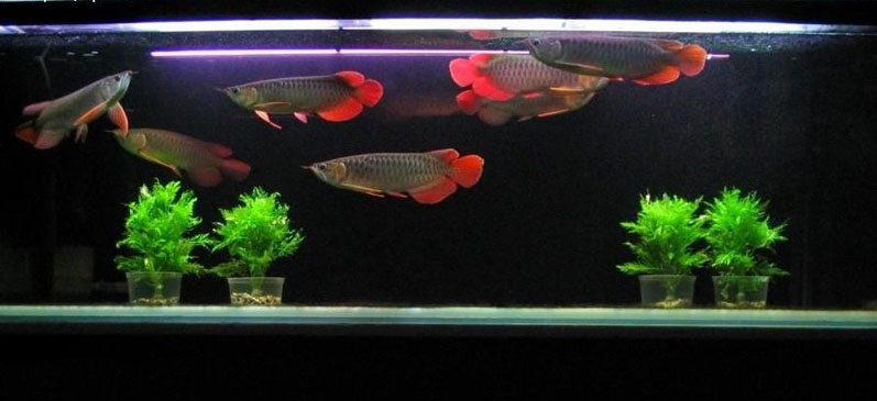 寶雞水族館祥龍魚場紅龍專用飼料