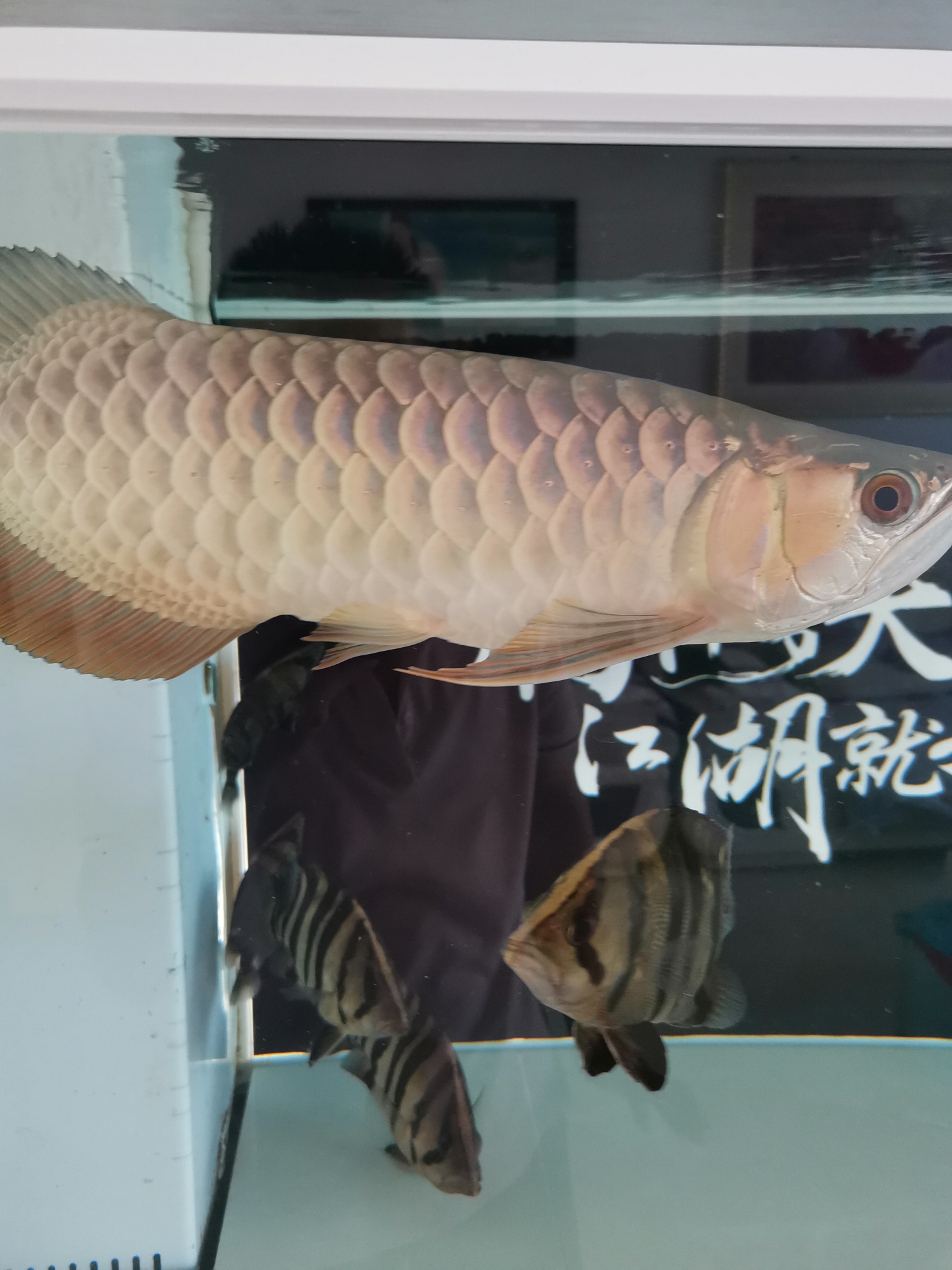 泉州觀賞魚(yú)市場(chǎng)龍魚(yú)換了白底褪色了