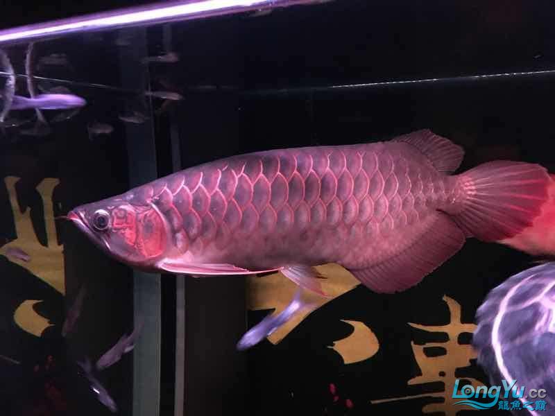 雅安觀賞魚市場2017年了祝各位魚友們新年快樂年年有魚