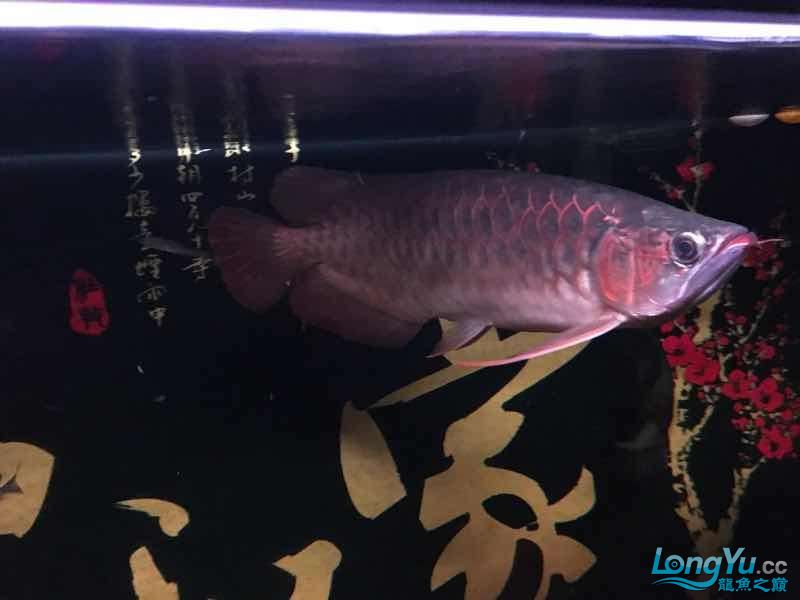 雅安觀賞魚市場(chǎng)2017年了祝各位魚友們新年快樂(lè)年年有魚 觀賞魚市場(chǎng)（混養(yǎng)魚） 第7張