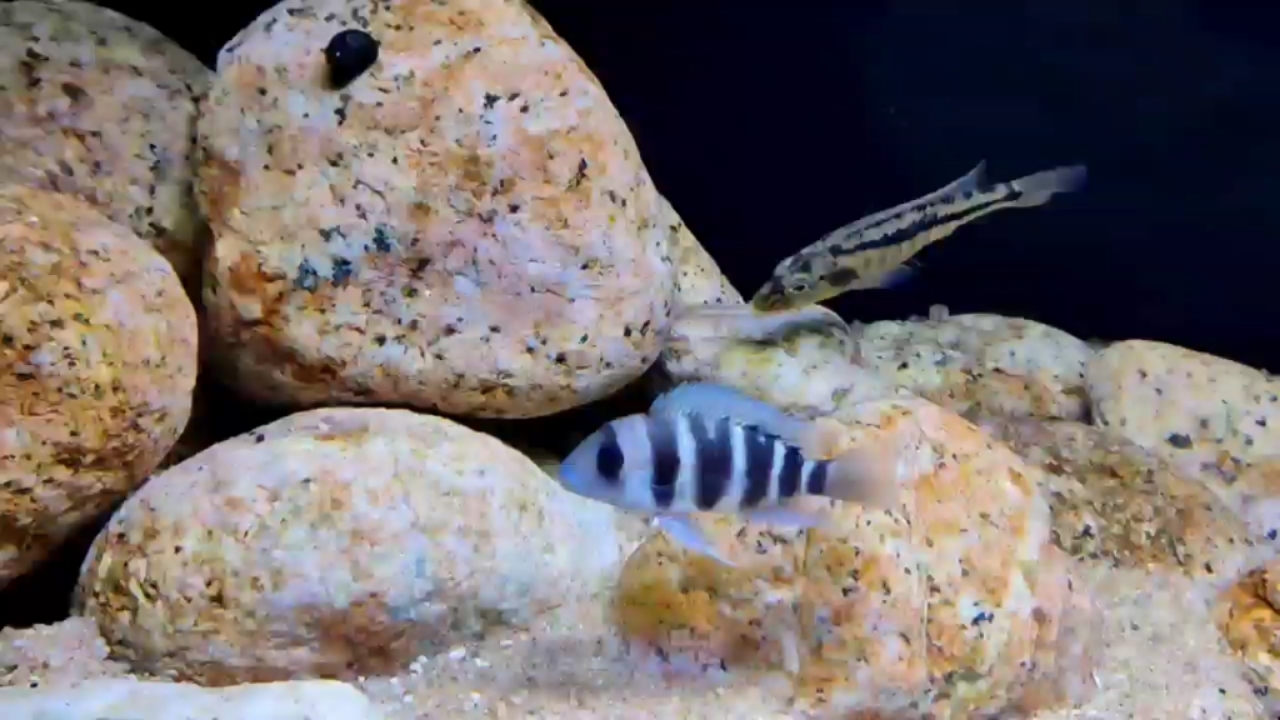 百色水族館天天被大馬盯著