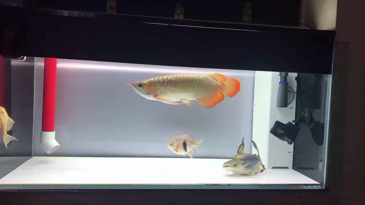 拉薩水族館感謝古巴斯紅龍