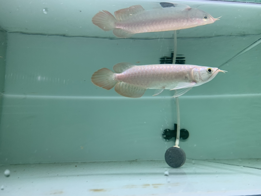 搞事情送紅龍抽魚缸 水族維護服務(wù)（上門） 第6張