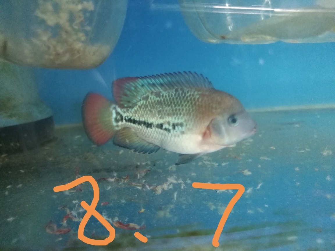 宣城觀賞魚市場(chǎng)四十天 觀賞魚市場(chǎng)（混養(yǎng)魚） 第3張