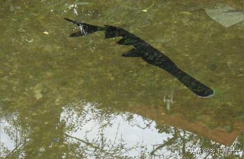 黃金鴨嘴魚:關(guān)于鴨嘴魚在家里如何喂養(yǎng)