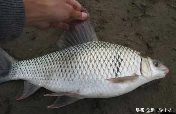 泰國雪鯽:泰國鯽有幾種 泰國雪鯽魚