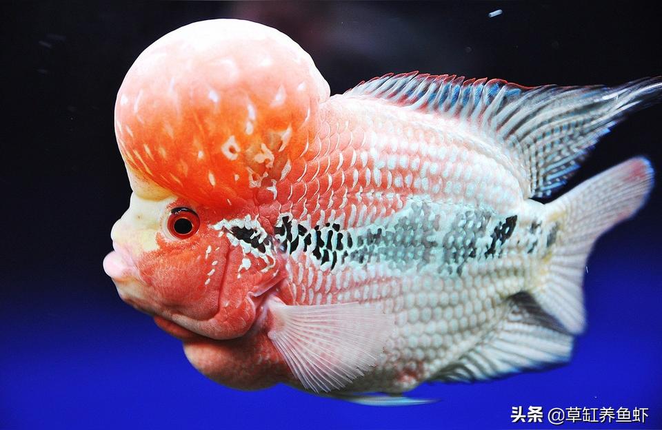 羅漢魚批發(fā):鴻運(yùn)羅漢魚飼養(yǎng)方法和配方