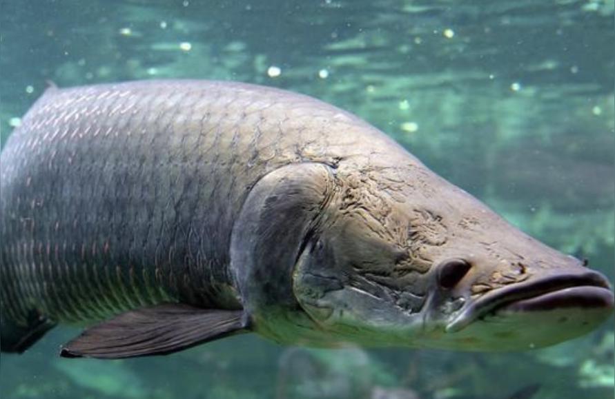 海象魚:巨骨舌魚多久長半米