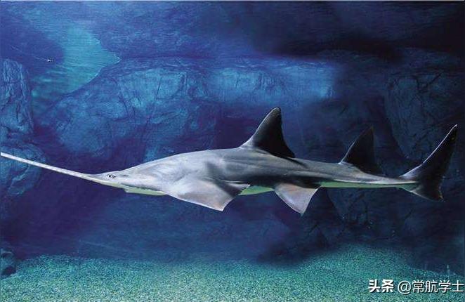 呂梁水族批發(fā)市場 觀賞魚水族批發(fā)市場 第1張