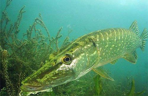 阿勒泰觀賞魚