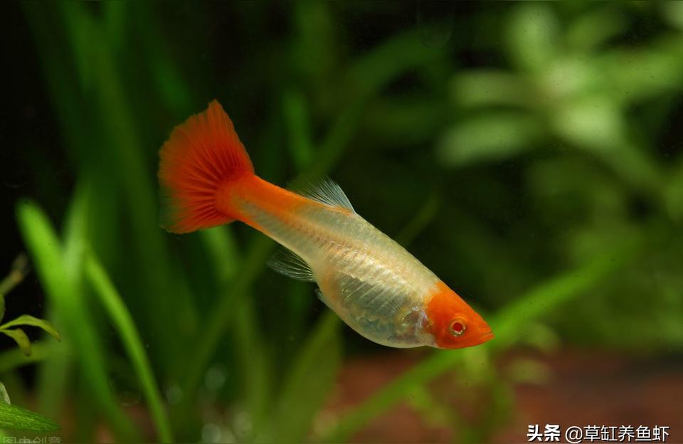 毫州觀賞魚(yú)