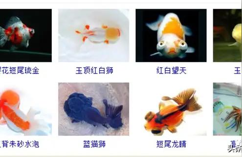 嘉興觀賞魚