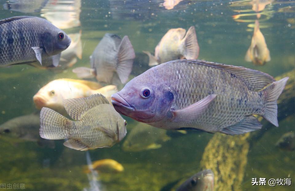 邵陽觀賞魚 觀賞魚企業(yè)目錄