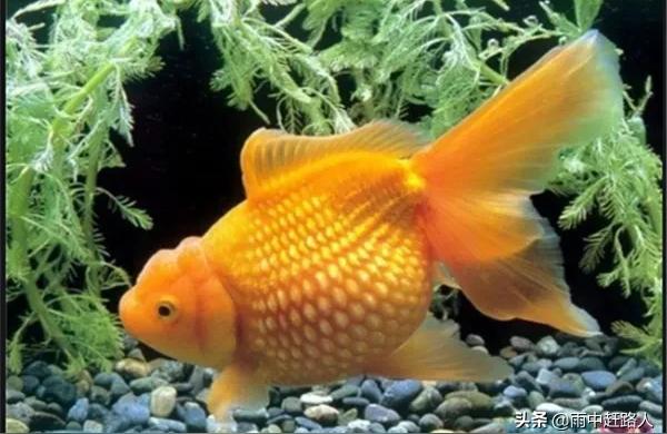 云浮觀賞魚:50缸養(yǎng)胭脂魚能長多大