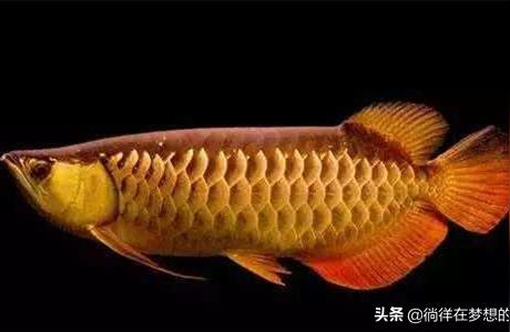 阿克蘇龍魚(yú):金魚(yú)和萬(wàn)龍魚(yú)可以混養(yǎng)嗎