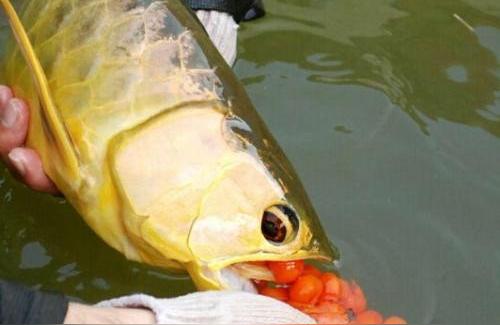 安慶龍魚:龍魚如何繁殖 觀賞魚企業(yè)目錄 第2張